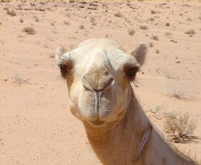 camel-2.jpg